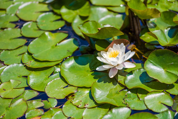 White water lily blossom in a pond