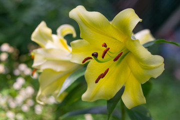 Yellow summer lily.