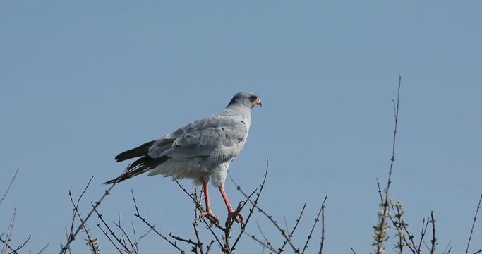 Bird of prey, Pale chanting goshawk bird perched on prickly acacia branch in Etosha, Namibia, Africa