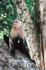 Fototapeta premium white head monkey, Costa Rica