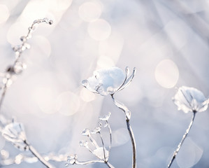 Magic flowers in icy sparkling on a beautiful natural background. Art photo. selective focus.