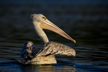 Pink-backed Pelican - Pelecanus rufescens, large water bird from African fresh waters and sea coasts, La Somone, Senegal.