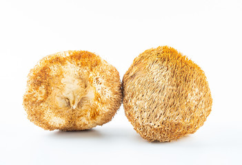 Golden dried dried Hericium erinaceus on white background