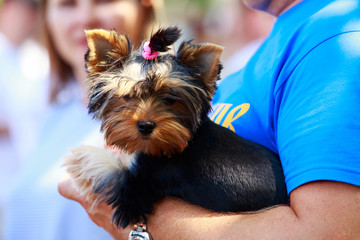 Dog breed Yorkshire terrier