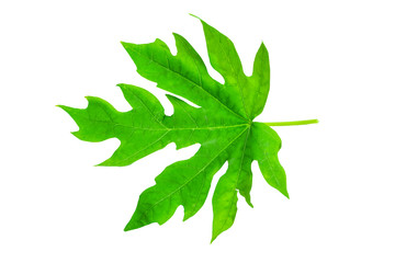 Isolated leaves on the white background.fresh leaves.