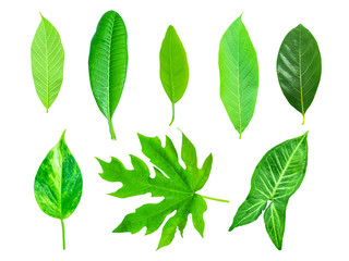 Isolated leaves on the white background.fresh leaves.