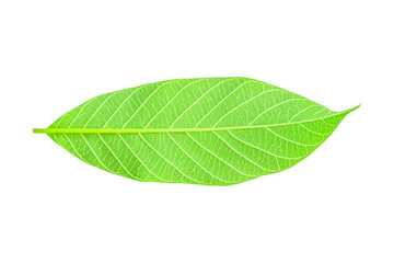 Isolated leaves on the white background.fresh leaves.