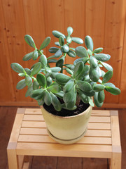 Crassula argentea in a pot on a background of yellow clapboards