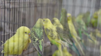 yellow and green parakeets inside the cage are perched