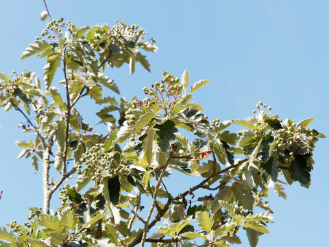 Sorbus intermedia. Alisier de Suède, Sorbier intermédiaire ou Sorbier de Scandinavie aux feuilles vert foncé, lobées et dentées, blanchâtre au dessous