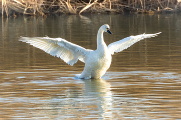 白鳥（翼） © Brown Cotton Candy