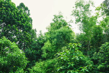 landscape of dark green rain forest - India