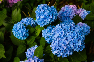Beautiful Flower, Hydrangea Flowers, Hydrangea Macrophylla Blooming in The Garden japan.