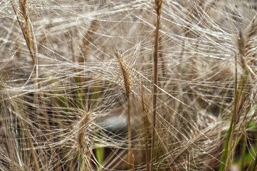 Dry feather grass in the sunlight in the afternoon winds.