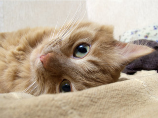 Cat. A young red kitten in the interior lies in a playful pose and looks into the camera.