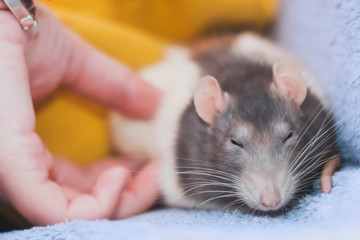Domestic Norwegian rat receiving caresses