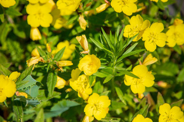 Beautiful yellow little flowers in a field in nature