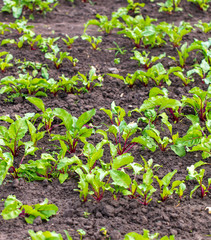 Beet leaves in the ground in the garden