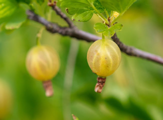 Gooseberry berries in the garden