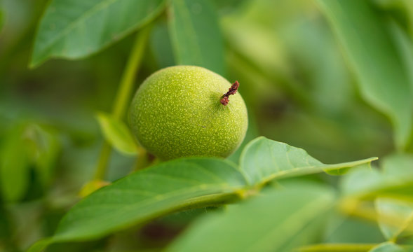 Green walnuts on a tree in nature