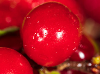 Red cherry berries. Macro photo