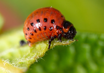 Red Colorado beetles on potato leaves