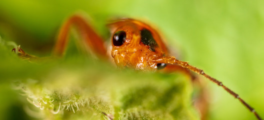 Portrait of a beetle on nature. Macro photo