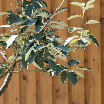 Sorbus intermedia. Alisier de Su&egrave;de, Sorbier interm&eacute;diaire ou Sorbier de Scandinavie aux feuilles vert fonc&eacute;, lob&eacute;es et dent&eacute;es, blanch&acirc;tre au dessous