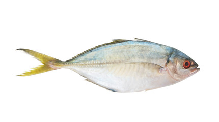 Fresh raw fish isolated on white background, yellowtail scad, Atule mate