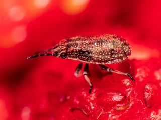 The beetle crawls on a red strawberry