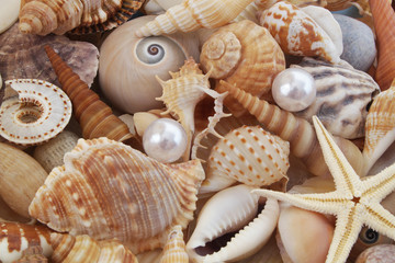 Seashell background, many different seashells piled together. Macro shot of beautiful seashells with pearls.