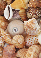Macro shot of beautiful seashells texture and background.
