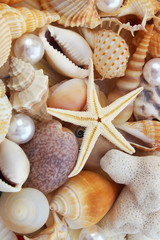 Pearls, starfish and tropical seashells 