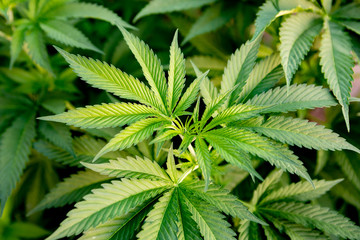 Naklejka na ściany i meble Medical Cannabis crop almost ready for harvesting
