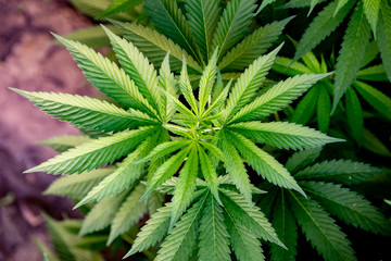 Fototapeta na wymiar Medical Cannabis crop almost ready for harvesting