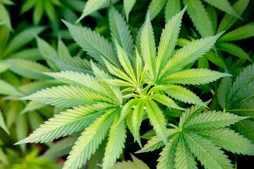 Naklejka na ściany i meble Medical Cannabis crop almost ready for harvesting
