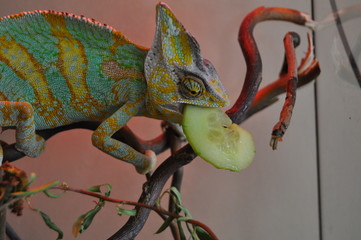 kameleon © tzyndul