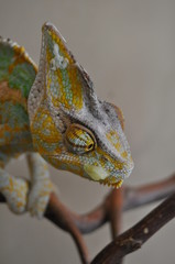 kameleon © tzyndul