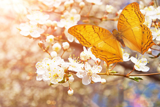 Orange Butterly And Blooming Cherry Tree, Spring Season Concept