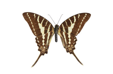 Fototapeta premium Zebra Swallowtail, butterfly isolated on white background, Eurytides marcellus