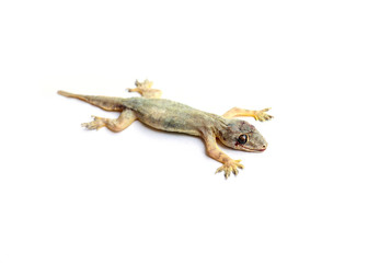 A dead lizard lying upside down , Reptile on white background isolate