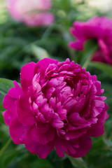 Flowers peony background. Beautiful perfect pink peony with greenery in the garden. For Valentine's Day greeting card, wedding anniversary, birthday