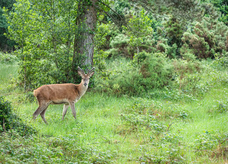 Red deer, Woodland, Glenveagh National Park, Donegal, Ireland