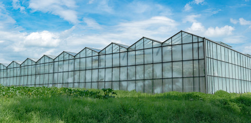 Naklejka premium industrial size greenhouses for growing vegetables and fruit in a green grass field under a blue sky