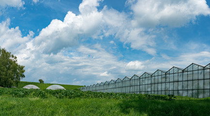 industrial size greenhouses for growing vegetables and fruit in a green grass field under a blue sky