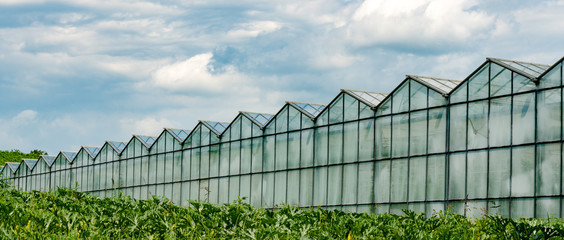 industrial size greenhouses for growing vegetables and fruit in a green grass field under a blue sky