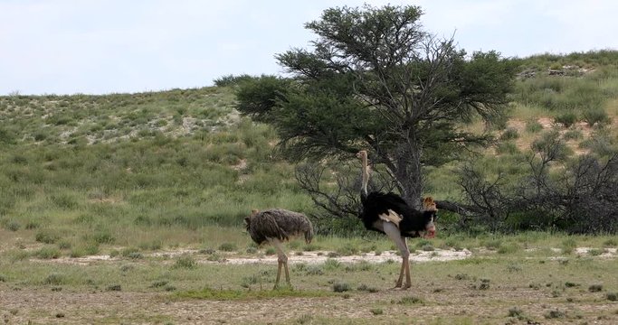 Ostrich in green Kalahari, Africa wildlife safari