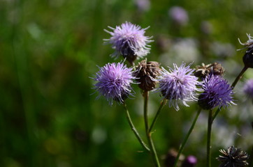 summer field with wild flowers on a sunny day