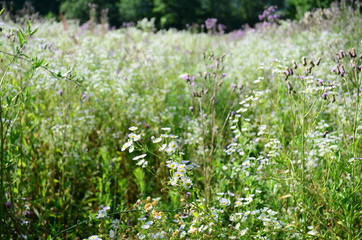 Fototapeta premium summer field with wild flowers on a sunny day