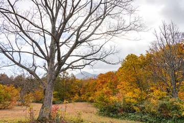 Autumn foliage scenery view, beautiful landscapes. Colorful forest trees in the foreground, and sky in the background